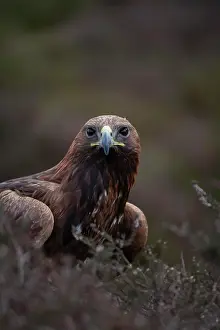 Aquila: Golden eagle (Aquila chrysaetos) adult bird on a