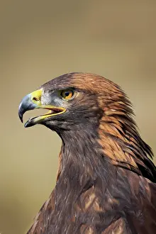 Slovakia: Golden eagle (Aquila chrysaetos), adult, calling