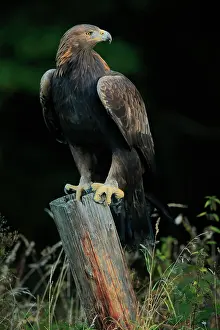 Aquila: Golden eagle (Aquila chrysaetos), adult, perch