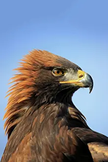 Slovakia: Golden Eagle (Aquila chrysaetos), adult, Rimavska