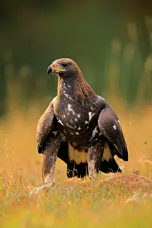 Slovakia: Golden eagle (Aquila chrysaetos), adult, stands
