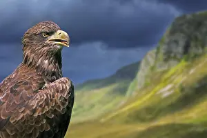 Aquila: Golden eagle (Aquila chrysaetos) close-up portrait