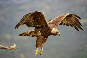Aquila: Golden eagle (Aquila chrysaetos), departure from