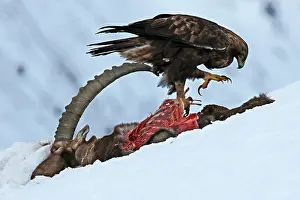 Chrysaetos: Golden Eagle (Aquila chrysaetos) eating an Ibex