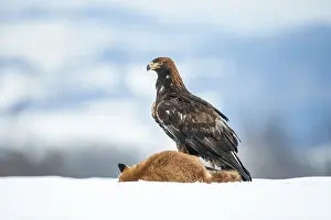 Aquila: Golden Eagle (Aquila chrysaetos) feeding on a E