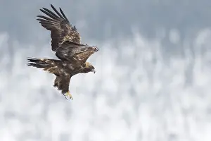 Aquila: Golden eagle (Aquila chrysaetos) in flight with