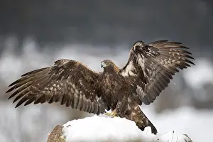 Cities: Golden Eagle (Aquila chrysaetos), Madrid, Spain