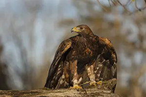 Damage: One golden eagle (Aquila chrysaetos) sitting on a broken and rotting log with fall foliage in the background