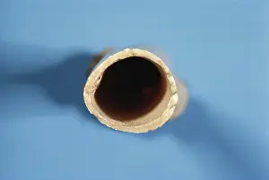 Hollow: Golden Eagle bone cross-section