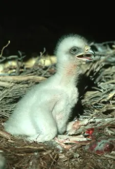 Chrysaetos: Golden Eagle Chick
