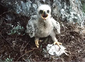 Ptarmigans: GOLDEN EAGLE - chick, with dead Ptarmigan prey