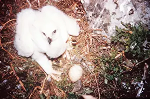 Chris Knights: GOLDEN EAGLE - chick & egg