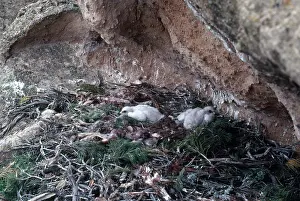 Chrysaetos: Golden Eagle Chicks