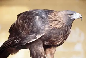 Eagles: GOLDEN EAGLE - close-up