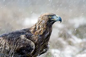 Blizzards: Golden Eagle - Close-up of bird in snow storm