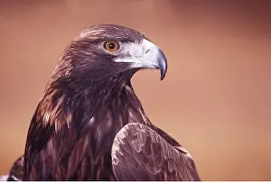 Kenneth W Fink: GOLDEN EAGLE - close-up of head