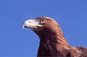 Eagles: GOLDEN EAGLE - close-up of head