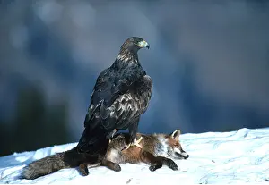 Carrion: GOLDEN EAGLE - with dead fox prey