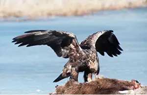Carcasses: GOLDEN EAGLE - Eating prey