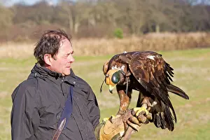 Trained: Golden Eagle with falconer