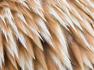 Nape: Golden Eagle Feathers - Close up of nape feathers
