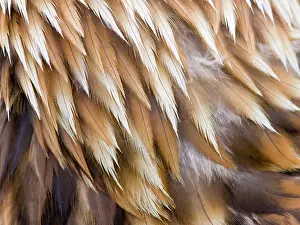 Nape: Golden Eagle Feathers - Close up of nape feathers