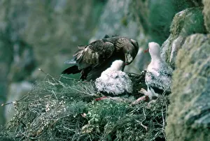 Chrysaetos: Golden Eagle Feeds Chicks