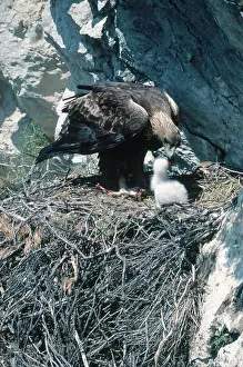 Chrysaetos: Golden Eagle Feeds Chicks
