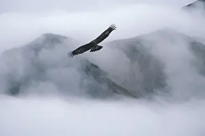 Chrysaetos: Golden Eagle in flight