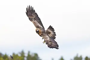 Smaland: Golden Eagle flight
