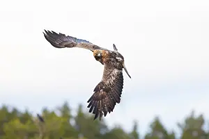 Smaland: Golden Eagle flight