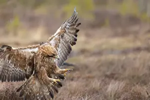 Smaland: Golden Eagle flight