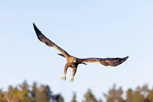 Smaland: Golden Eagle flight