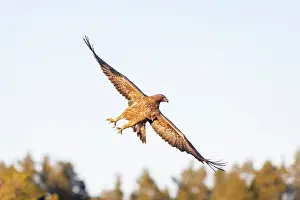 Smaland: Golden Eagle flight