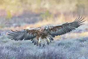 Smaland: Golden Eagle flight