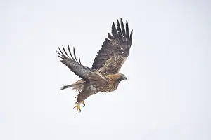 Smaland: Golden Eagle flight