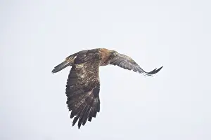 Smaland: Golden Eagle flight