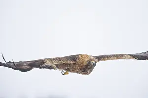 Smaland: Golden Eagle flight