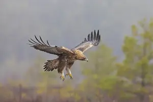 Smaland: Golden Eagle flight