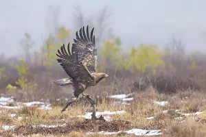 Smaland: Golden Eagle flight