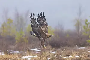 Smaland: Golden Eagle flight