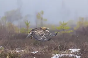 Smaland: Golden Eagle flight
