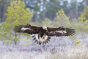 Moorland: Golden Eagle flight
