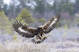Moorland: Golden Eagle flight