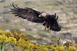 David Chapman: Golden Eagle - Flight - Spain