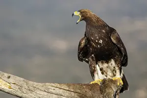 191217: Golden Eagle - immature, first winter plumage eating