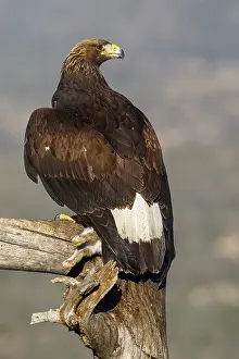 191217: Golden Eagle - immature, first winter plumage eating