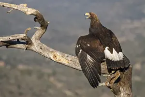 191217: Golden Eagle - immature, first winter plumage eating