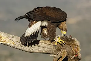 191217: Golden Eagle - immature, first winter plumage eating