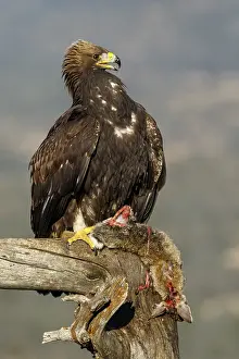 191217: Golden Eagle - immature, first winter plumage eating